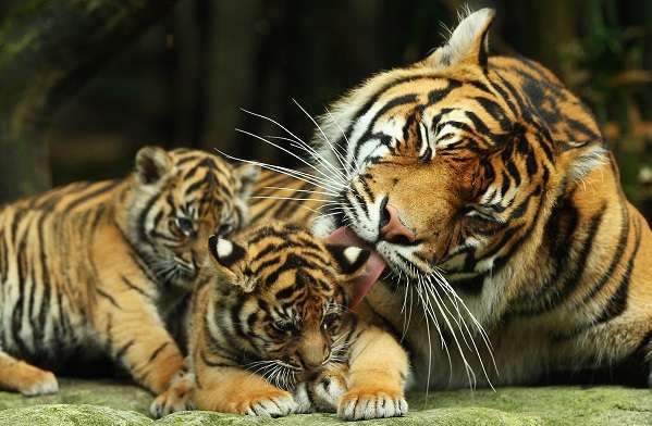 tigri ostaggio uomini